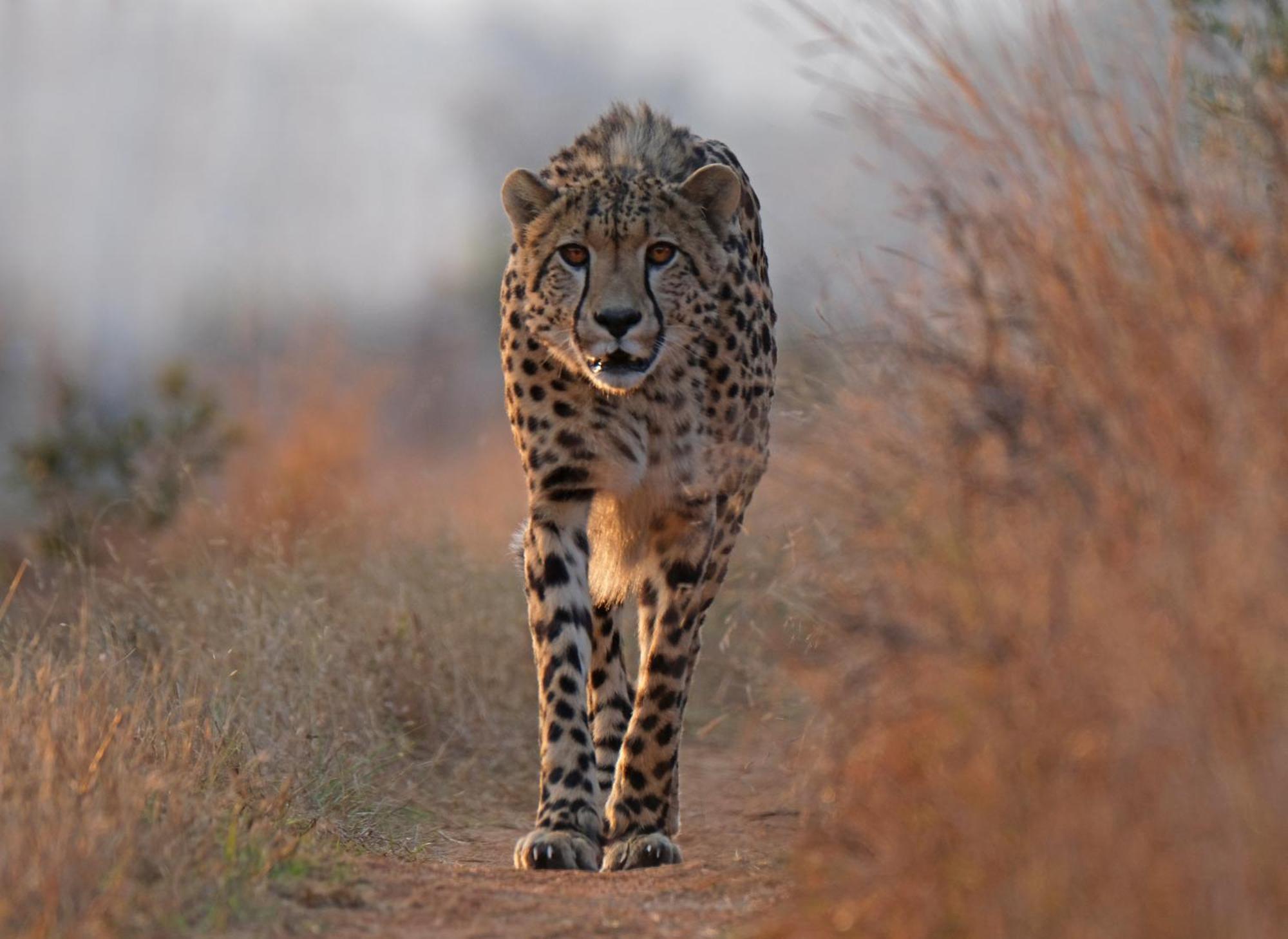 Zulu Rock Lodge - Babanango Game Reserve Ulundi 外观 照片