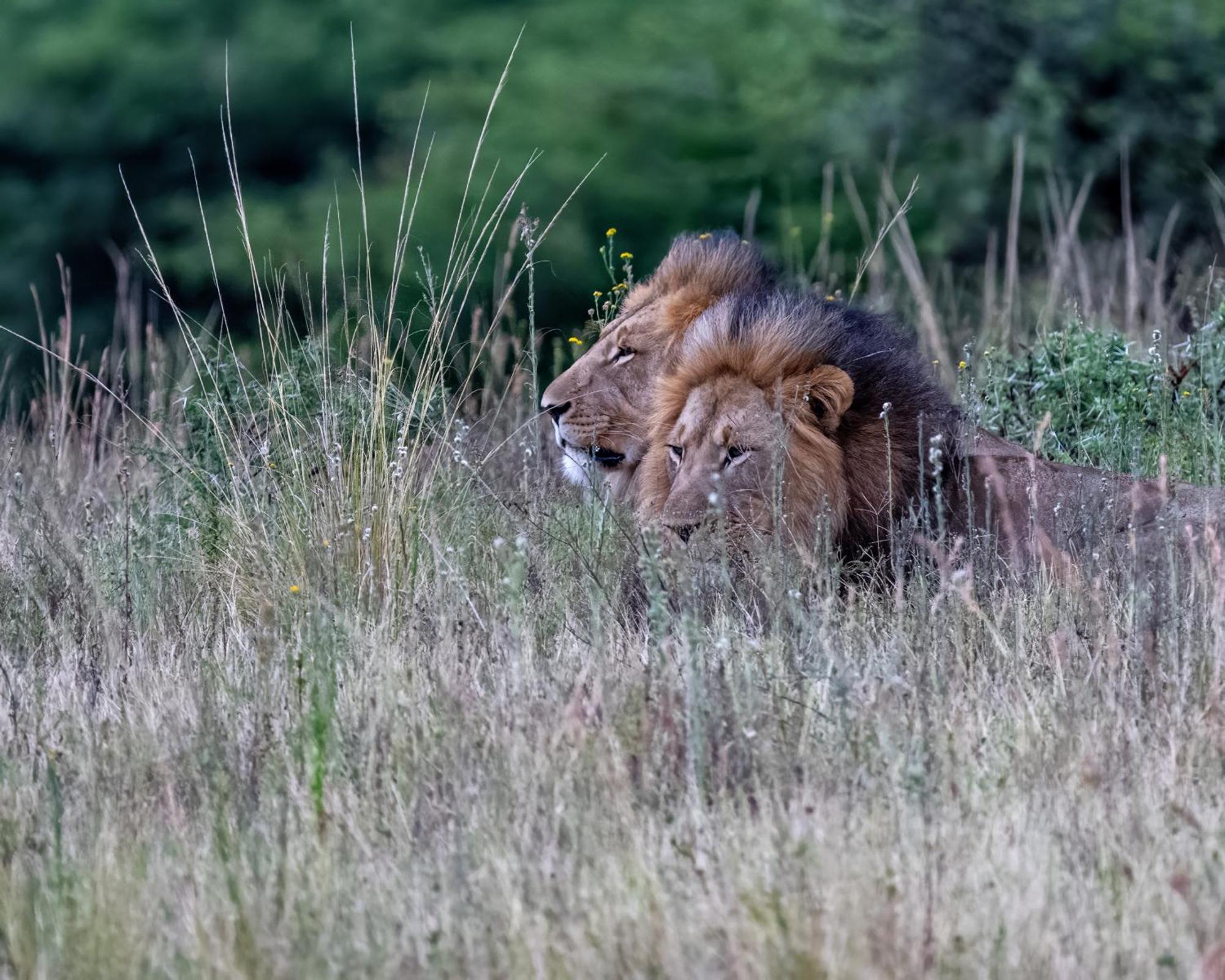 Zulu Rock Lodge - Babanango Game Reserve Ulundi 外观 照片
